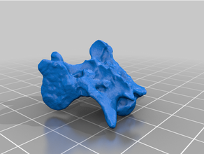rabbit sacrum hip bone skeleton tail 3d print model - Mito3D