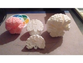 humano cerebro 3d print model - Mito3D