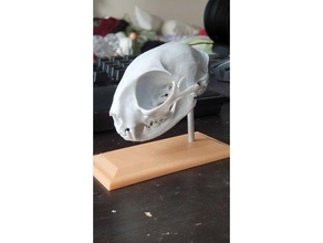 domestic cat skull remix easy print 3d print model - Mito3D