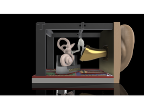 eğitici kulak yapı proje anatomi Biyoloji Eğitim insan kök 3d print model - Mito3D