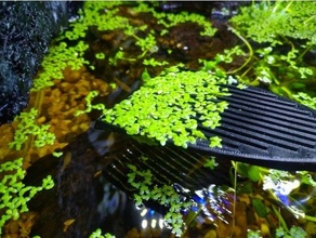 su mercimeği kepçe akvaryum Lemnaceae mobilet Su lensler mercimek 3d print model - Mito3D