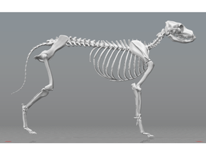 Skelett Perro Hund anatomisch Anatomie Tier Tiere Schädel 3d print model - Mito3D