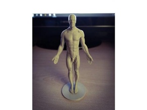 anatomie référence optimisé art artistique corps flashforge Humain Masculin 3d print model - Mito3D