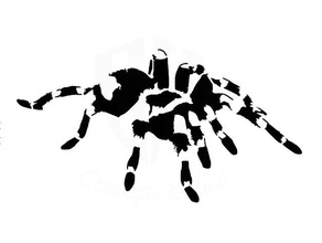tarantula stencil 2 animal arachnid creepy baby head halloween decoration spider 3d print model - Mito3D
