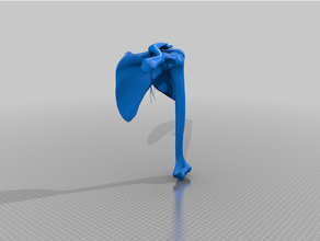 hombro articulación 3d print model - Mito3D
