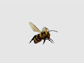 bal arısı kırdı ayrı parçalar sla Yazdır 3d print model - Mito3D