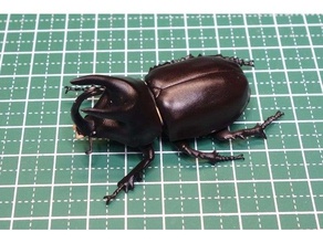 scapanes australis beetle insect 3d print model - Mito3D