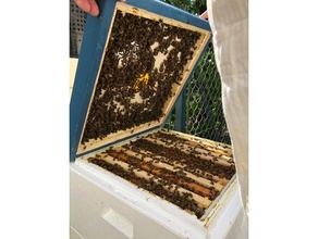 bienenflucht 74 seeberger beute honigbiene honeybee escape 3d print model - Mito3D