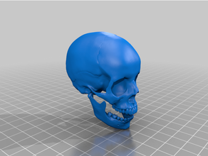 skull size smoothed printable human skeleton 3d print model - Mito3D