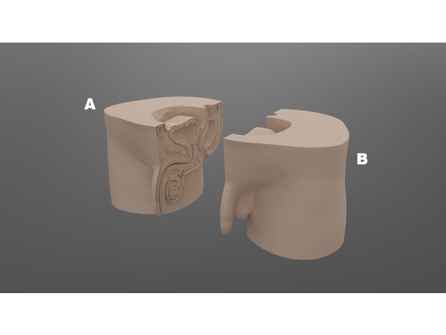 male reproductive organs model biology 3D print model - Mito3D