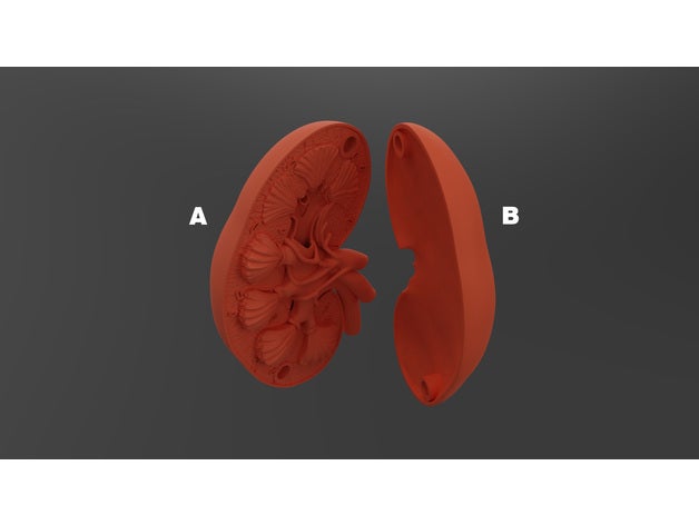 kidney model biology 3D print model - Mito3D