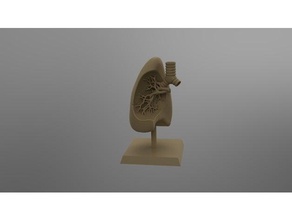 lung model biology lungs 3d print model - Mito3D