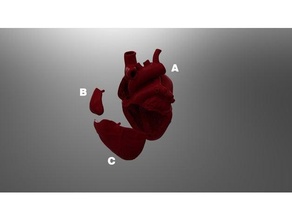 heart model biology 3d print model - Mito3D