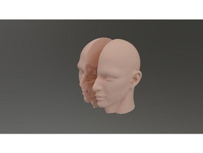 nose teaching aids biology 3d print model - Mito3D