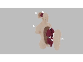 body teaching aids biology 3d print model - Mito3D