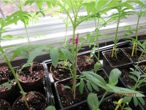 planta maceta apoyo acortar plantador plantar semillero 3d print model - Mito3D