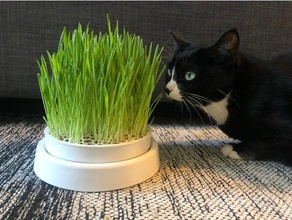 kedi çimen ekici tencere buğday çimi 3d print model - Mito3D