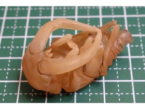prosopocilo reverência pupa inseto lucanidae veado besouro 3d print model - Mito3D
