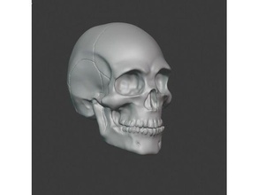 crâne v2 3d print model - Mito3D