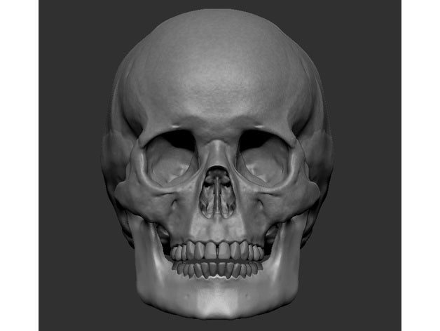 Humain crâne symétrique os gothique squelette dents 3D print model - Mito3D