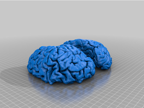 Humain cerveau modèle pla prusa mk3s 3d print model - Mito3D
