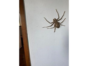 australian huntsman spider 1 scale arachnid 3d print model - Mito3D