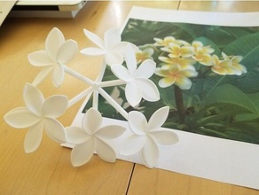 Plumeria Blume 3d print model - Mito3D
