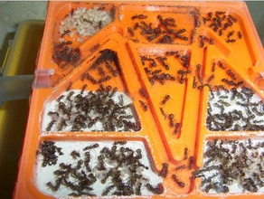 hybrid plaster plastic ant nest experimental ants farm formicarium 3d print model - Mito3D