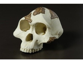 australopithèque crâne ancien humanoïde 3d print model - Mito3D
