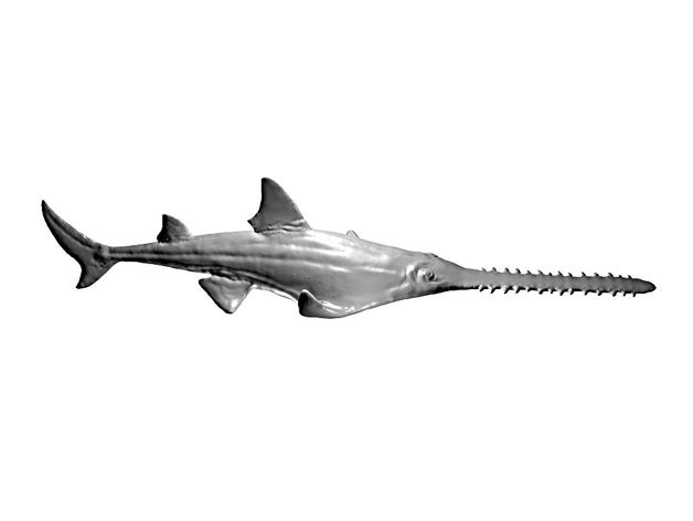 prehistórico pez onchopristis animal dinosaurio monstruo animales sierra mar tiburón spinosaurus 3D print model - Mito3D