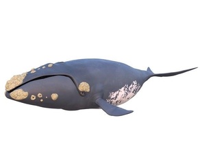eubalaena whale animal blender blender3d 3d 3d print model - Mito3D