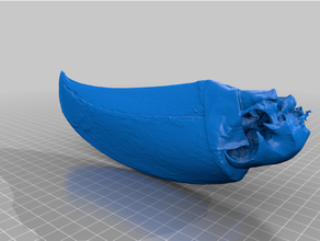 toucan beak scan 3d print model - Mito3D