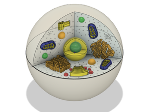 animal eukaryotic cell model biology eukaryote 3d print model - Mito3D