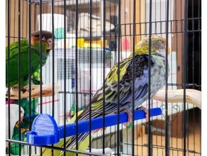 küçük kuş bükülme levrek Ayarlamak değişken Genişlik ayak sağlık kafes Sultan papağanı conure Kakariki aşk kuşu muhabbetkuşu papağan halkalı boyun çıngırak 3d print model - Mito3D
