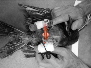 paw splint bird attelle patte pour oiseau corbeau corvid crow raven vet vtrinaire veterinary 3d print model - Mito3D