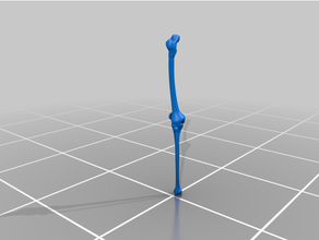 leg bones 3d print model - Mito3D