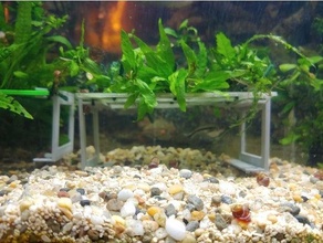 acquario pianta alzate 3d print model - Mito3D