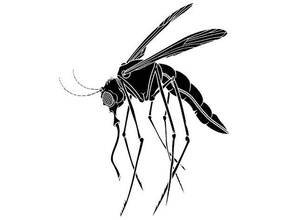 mosquito plantilla sangre ventosa insecto 3d print model - Mito3D
