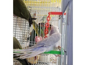 bükülme Zincir oyuncak küçük kuşlar destek malzeme gerekli Sultan papağanı conure Kakariki aşk kuşu muhabbetkuşu papağan 3d print model - Mito3D