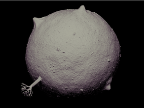 b612 skaliert Antoinedesaintexupry Arbol Asteroid Asteroiden Baobab Kabel Management angepasst el Prinz Fiktion scale Rahmen le klein Matlab Novelle Planet 3d print model - Mito3D