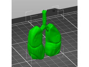 realistic lungs anatomy biology medical 3d print model - Mito3D