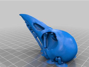 cuervo cráneo 3d print model - Mito3D