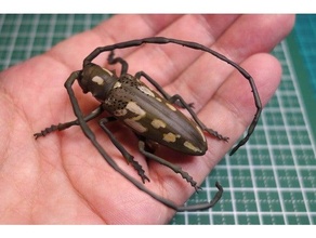 Batocera lineolata Insekt 3d print model - Mito3D