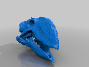 Gastornis crâne oiseau éocène géant préhistorique animaux préhistoire 3d print model - Mito3D
