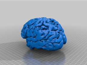 real brain 3d print model - Mito3D