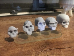 pequeña base evolutivo cráneo conjunto 3d print model - Mito3D