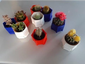 pentola cactus 3d print model - Mito3D