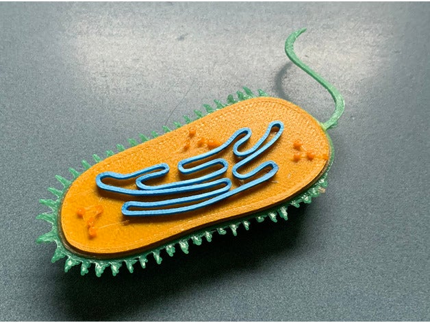 lula procariota bactérias biólogo biologia célula clula procariótico 3D print model - Mito3D