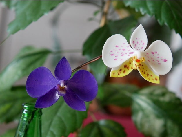 orquídeas phalaenopsis botânico flor Fleurs fitologia plantar 3D print model - Mito3D