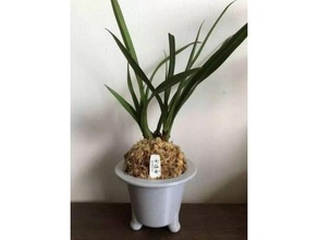 furan orchid pot houseplants planter plants 3d print model - Mito3D